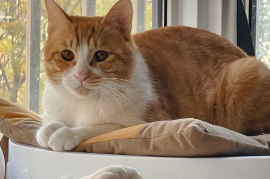 圆脸橘猫和尖脸橘猫 圆脸橘猫和尖脸橘猫