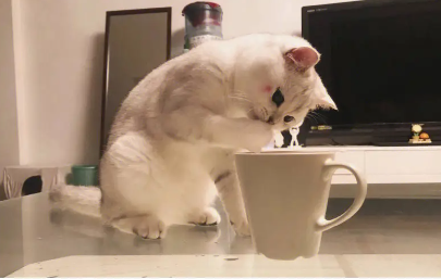 猫咪为什么偷喝雪碧呢 猫咪为什么偷喝雪碧呢