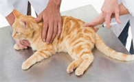 猫咪下半身瘫痪如何恢复