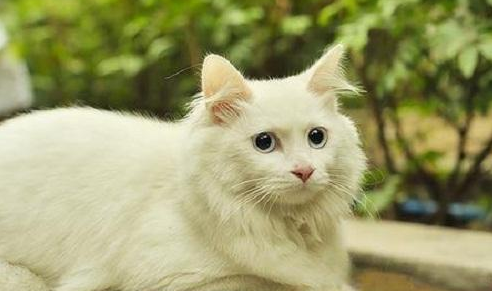 新手需知：山东狮子猫尿频怎么办？