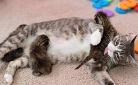 母猫为什么突然不爱猫咪了
