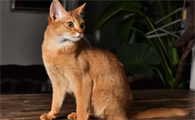 阿比西尼亚猫粘人吗