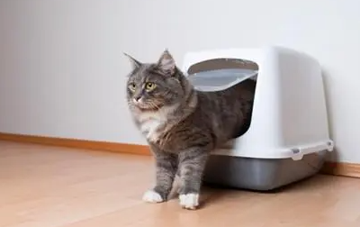为什么猫咪便便后有血