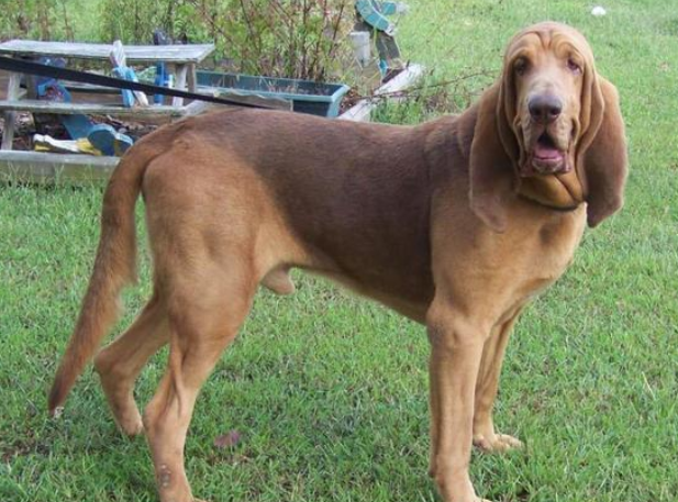 寻血猎犬发烧怎么解决？速来了解一波~