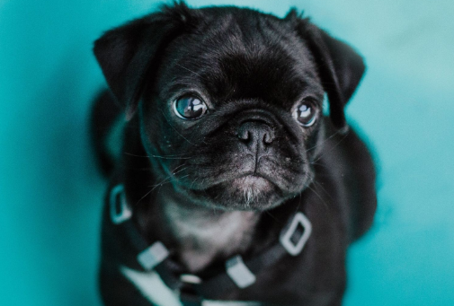 巴哥犬不能吃什么水果?哪些不能吃? 巴哥犬不能吃什么水果?哪些不能吃?