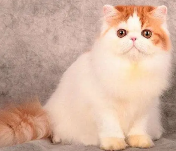 一只宠物猫多少钱一只幼崽