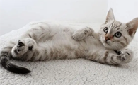 为什么猫咪不停打滚还叫唤