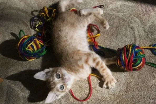 楼房养猫的十大禁忌