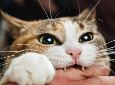 被猫咬疼不疼 被猫咬疼不疼