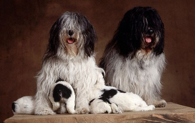 波兰低地牧羊犬产后怎么护理?怎么照顾最好? 波兰低地牧羊犬产后怎么护理?怎么照顾最好?
