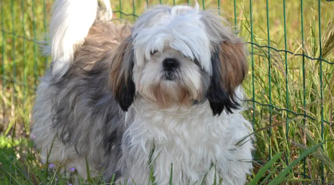 狗狗知识：西施犬吃什么可以美毛？