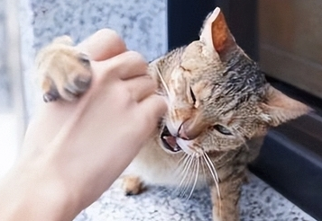 猫为什么老抓伤自己主人 猫为什么老抓伤自己主人