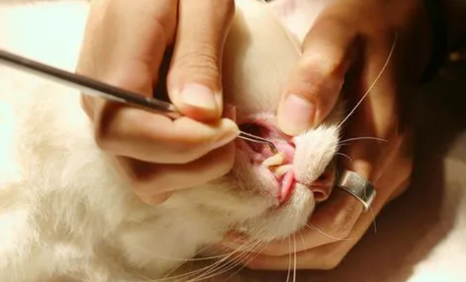 猫咪换牙时为什么会掉下来