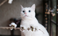 猫咪也是天敌吗为什么不能养