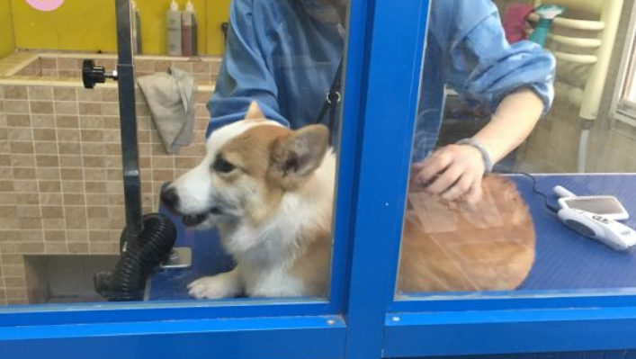 宠物店怎么让狗老实