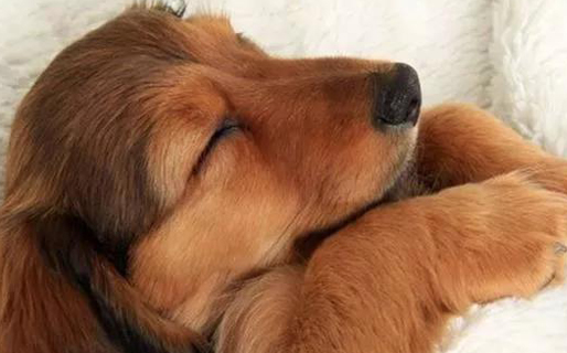 田园犬是什么狗？为您解答