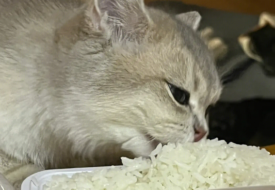 猫可以吃米饭不