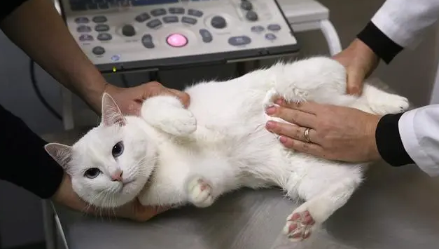 动物猫咪为什么要绝育呢 动物猫咪为什么要绝育呢