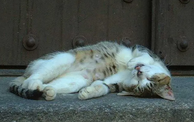 猫咪为什么愿意到门口睡觉呢