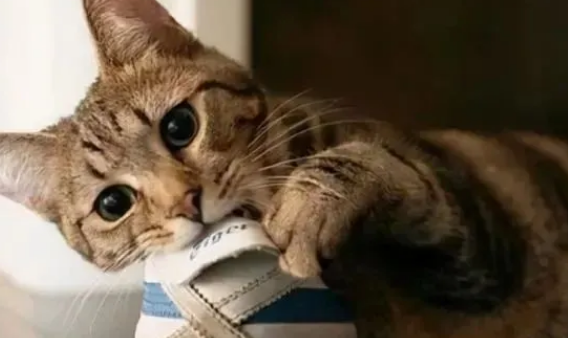 猫咪为什么会去蹭鞋子