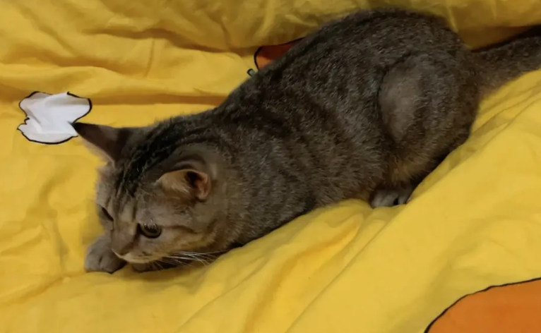 猫咪扭屁股弹跳是怎么回事 猫咪扭屁股弹跳是怎么回事