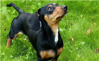 腊肠犬能吃玉米吗？吃玉米会怎么样？