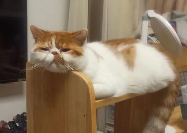 猫打烂东西要如何惩罚 猫打烂东西要如何惩罚