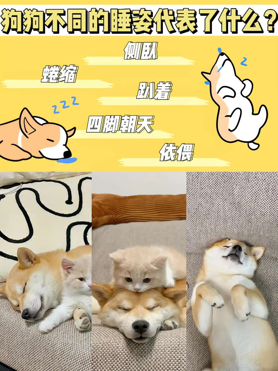 狗狗睡姿并非随心所欲,而是代表着不同状态 狗狗睡姿并非随心所欲,而是代表着不同状态