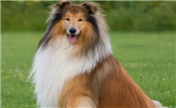 苏格兰牧羊犬拉肚子怎么办?怎么治疗它呢?