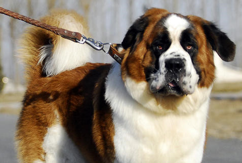 圣伯纳犬乱吠叫纠正方法？奖罚要分明