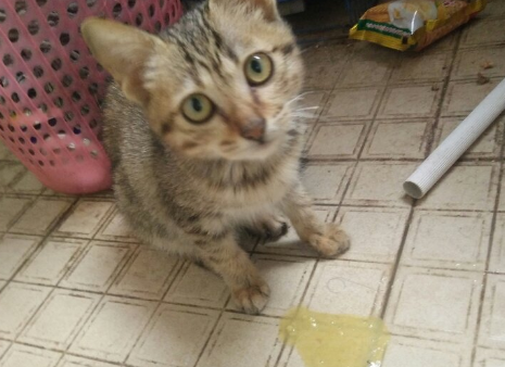 宠物猫呕吐黄色液体是什么原因引起的