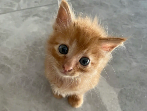 橘猫把你当主人的表现?它会有什么行为? 橘猫把你当主人的表现?它会有什么行为?