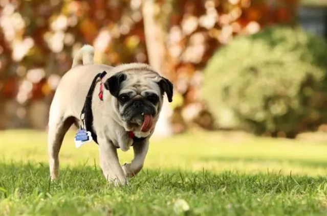 巴哥犬像哮喘一样的怎么回事?这里有答案! 巴哥犬像哮喘一样的怎么回事?这里有答案!