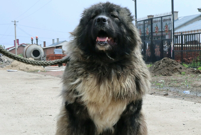高加索犬怎么训练不攻击人？宠主来学习下吧