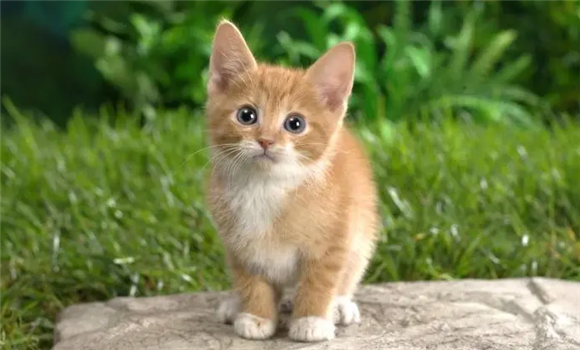 猫咪为什么声音好听一点 猫咪为什么声音好听一点