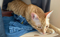 猫咪老是脖子一伸一伸的想