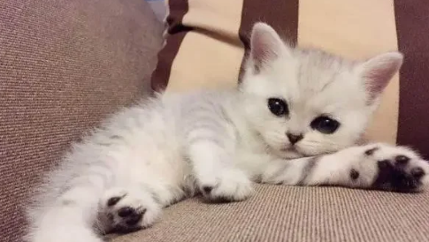 猫不喜欢你的10种表现 猫不喜欢你的10种表现