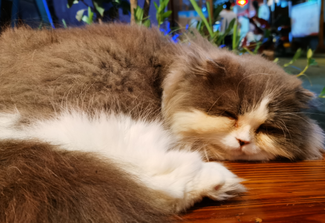 4岁的猫算老猫吗 4岁的猫算老猫吗