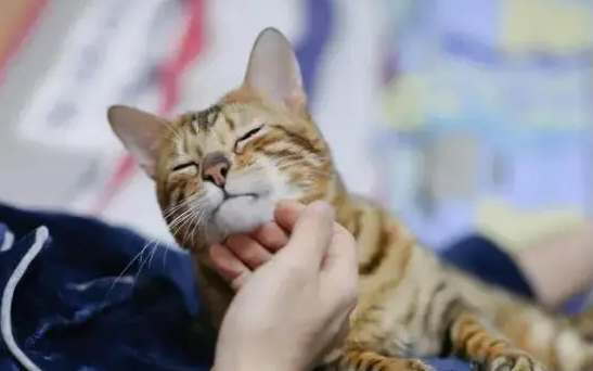 猫咪为什么总蹭你脸呢 猫咪为什么总蹭你脸呢