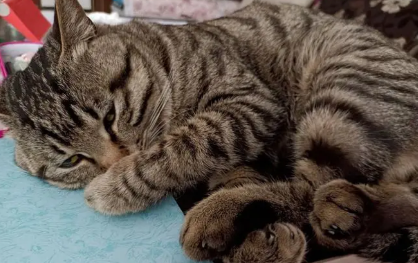 扔掉猫咪有忌讳