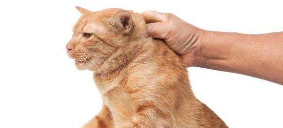 猫咪后颈肉为什么会动来动去