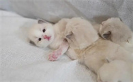 小奶猫一直睡觉正常吗肚子不饿吗?快来了解下