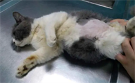 怎么判断猫得了猫腹水