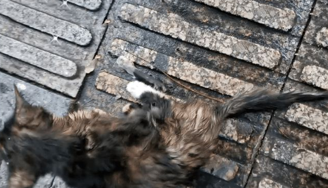 暴雨中被车撞伤的流浪小猫,拼尽全力和人类求助 暴雨中被车撞伤的流浪小猫,拼尽全力和人类求助