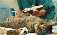 母猫绝育当天夜里死了