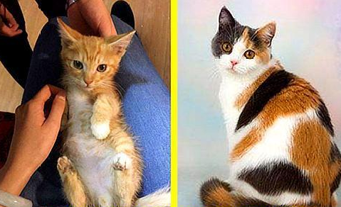猫咪公母区分图片