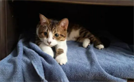 猫咪为什么害怕新家呢怎么办