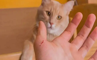猫抓伤其实不用打狂犬疫苗