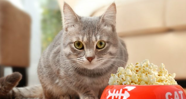 猫咪要吃爆米花是怎么回事