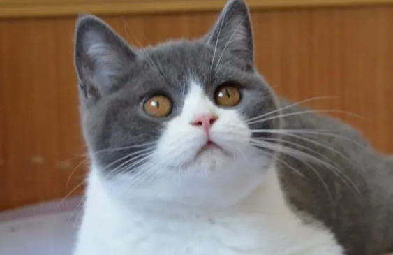 重庆哪个猫舍好 重庆哪个猫舍好